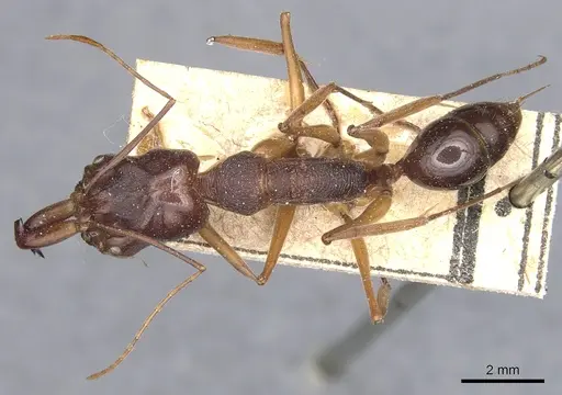 Odontomachus monticola specimen CASENT0904000 image casent0904000_1