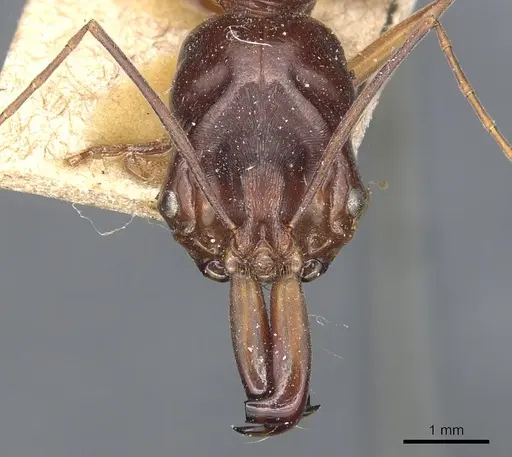 Odontomachus monticola specimen CASENT0904000 image casent0904000_2