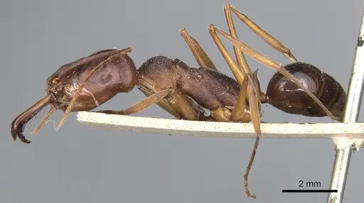 Odontomachus monticola specimen CASENT0904000 image casent0904000_3