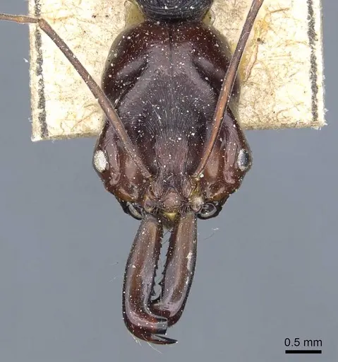 Odontomachus monticola specimen CASENT0905746 image casent0905746_2