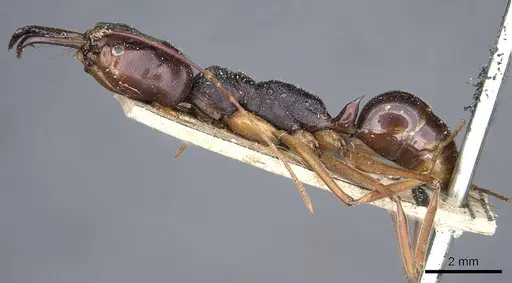 Odontomachus monticola specimen CASENT0905746 image casent0905746_3