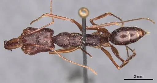 Odontomachus monticola specimen CASENT0907427 image casent0907427_1