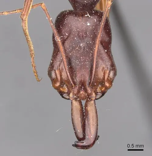 Odontomachus monticola specimen CASENT0907427 image casent0907427_2