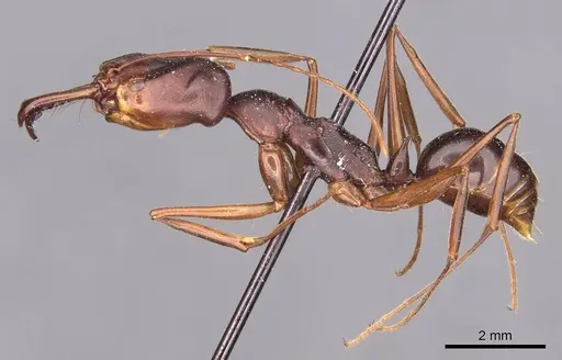 Odontomachus monticola specimen CASENT0907427 image casent0907427_3