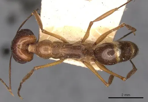 Odontomachus monticola specimen CASENT0907428 image casent0907428_1