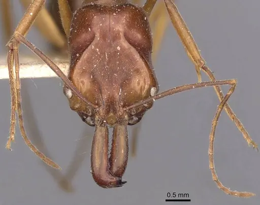 Odontomachus monticola specimen CASENT0907428 image casent0907428_2