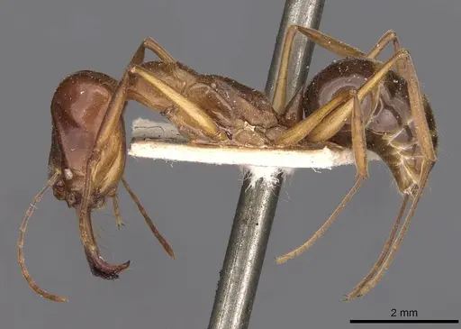 Odontomachus monticola specimen CASENT0907428 image casent0907428_3