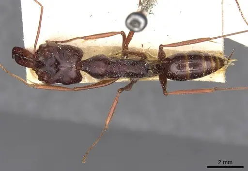 Odontomachus monticola specimen CASENT0907429 image casent0907429_1