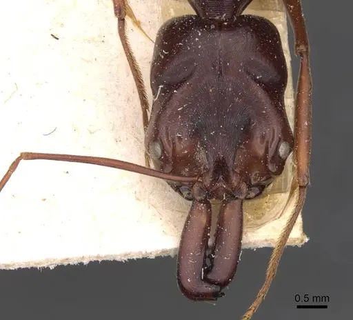Odontomachus monticola specimen CASENT0907429 image casent0907429_2