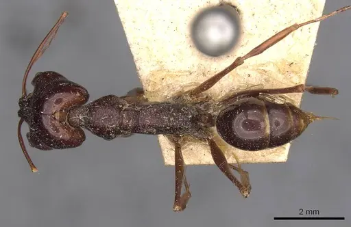 Odontomachus monticola specimen CASENT0907430 image casent0907430_1
