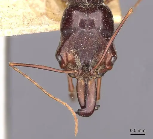 Odontomachus monticola specimen CASENT0907430 image casent0907430_2