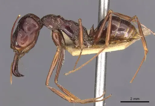 Odontomachus monticola specimen CASENT0907430 image casent0907430_3