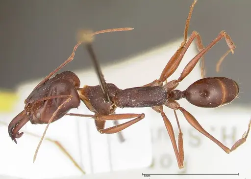 Odontomachus monticola specimen FOCOL0327 image focol0327_1