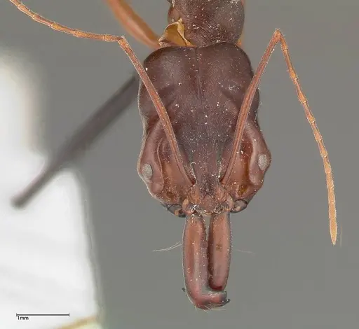 Odontomachus monticola specimen FOCOL0327 image focol0327_2
