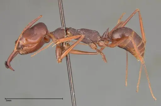 Odontomachus monticola specimen FOCOL0327 image focol0327_3