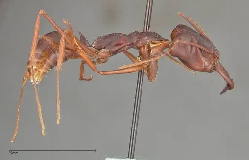 Odontomachus monticola specimen FOCOL0327 image focol0327_4