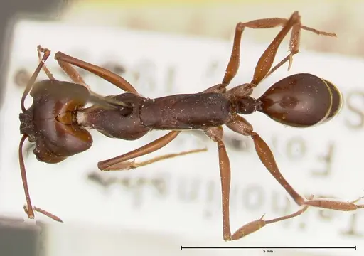 Odontomachus monticola specimen FOCOL0328 image focol0328_1