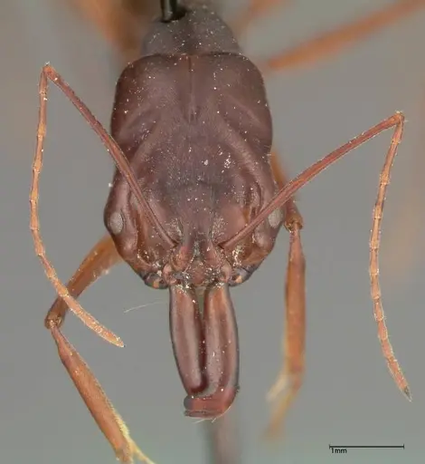 Odontomachus monticola specimen FOCOL0328 image focol0328_2