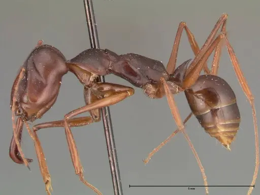 Odontomachus monticola specimen FOCOL0328 image focol0328_3