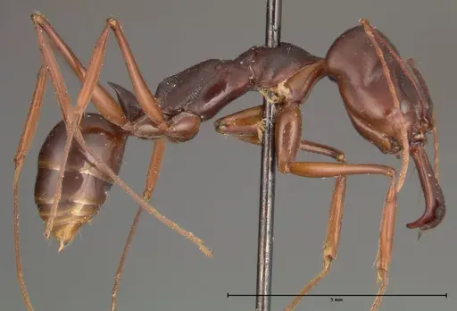 Odontomachus monticola specimen FOCOL0328 image focol0328_4
