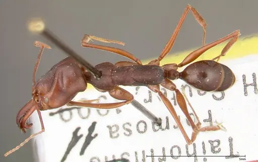 Odontomachus monticola specimen FOCOL0329 image focol0329_1