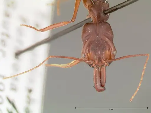 Odontomachus monticola specimen FOCOL0329 image focol0329_2