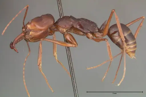Odontomachus monticola specimen FOCOL0329 image focol0329_3