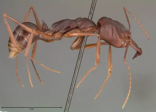Odontomachus monticola specimen FOCOL0329 image focol0329_4