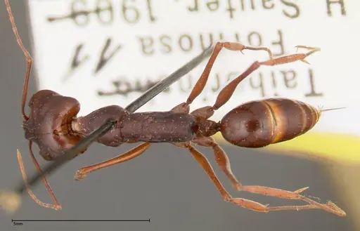 Odontomachus monticola specimen FOCOL0330 image focol0330_1