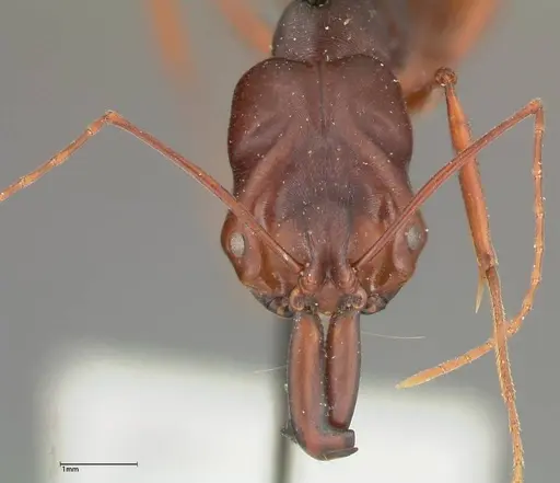 Odontomachus monticola specimen FOCOL0330 image focol0330_2