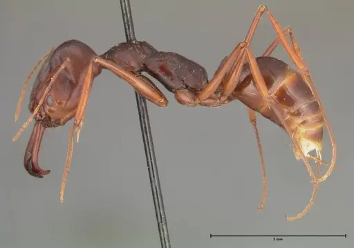 Odontomachus monticola specimen FOCOL0330 image focol0330_3