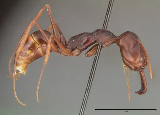 Odontomachus monticola specimen FOCOL0330 image focol0330_4