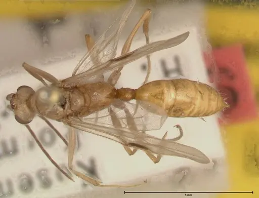 Odontomachus monticola specimen FOCOL0331 image focol0331_1