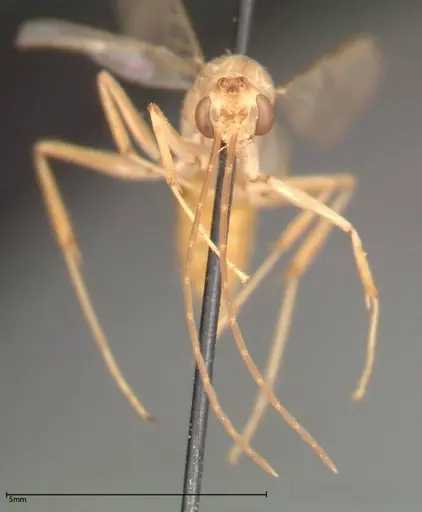 Odontomachus monticola specimen FOCOL0331 image focol0331_3