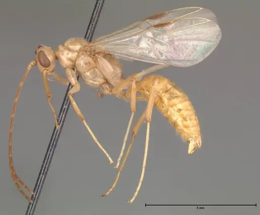 Odontomachus monticola specimen FOCOL0331 image focol0331_4