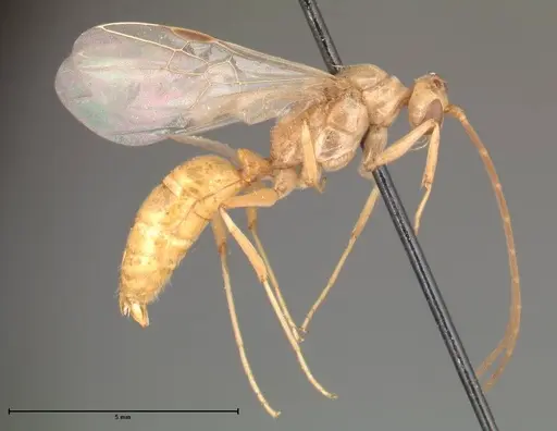 Odontomachus monticola specimen FOCOL0331 image focol0331_5