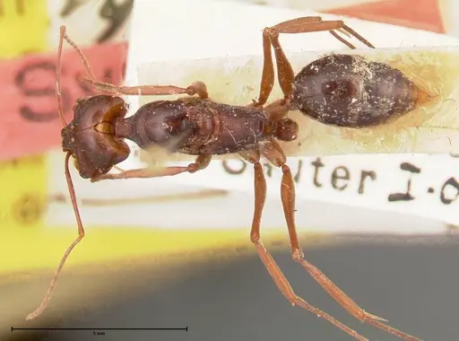 Odontomachus monticola specimen FOCOL0332 image focol0332_1