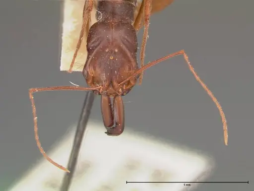 Odontomachus monticola specimen FOCOL0332 image focol0332_2