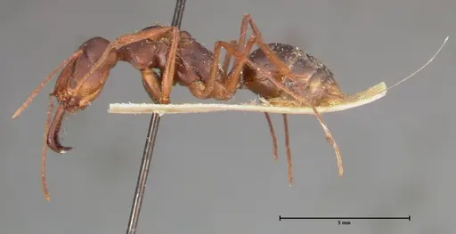 Odontomachus monticola specimen FOCOL0332 image focol0332_3