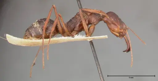 Odontomachus monticola specimen FOCOL0332 image focol0332_4