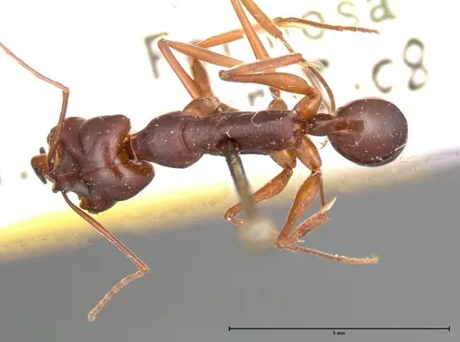 Odontomachus monticola specimen FOCOL0333 image focol0333_1
