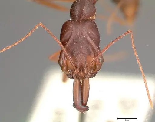 Odontomachus monticola specimen FOCOL0333 image focol0333_2
