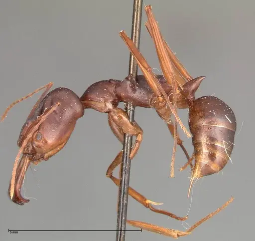 Odontomachus monticola specimen FOCOL0333 image focol0333_3