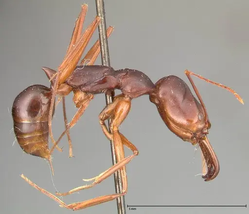 Odontomachus monticola specimen FOCOL0333 image focol0333_4