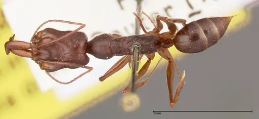 Odontomachus monticola specimen FOCOL0334 image focol0334_1