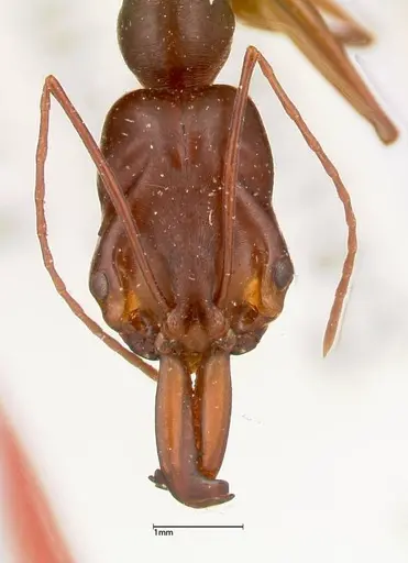 Odontomachus monticola specimen FOCOL0334 image focol0334_2
