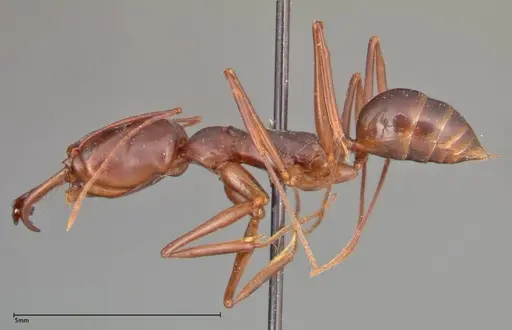 Odontomachus monticola specimen FOCOL0334 image focol0334_3
