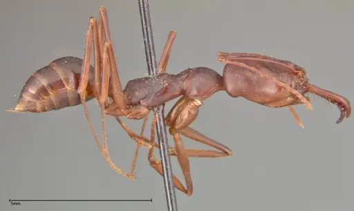 Odontomachus monticola specimen FOCOL0334 image focol0334_4
