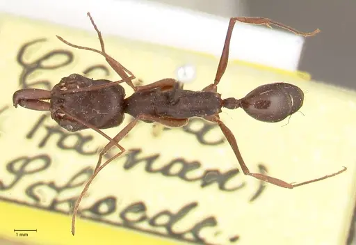 Odontomachus monticola specimen FOCOL1061 image focol1061_1