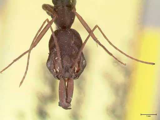 Odontomachus monticola specimen FOCOL1061 image focol1061_2